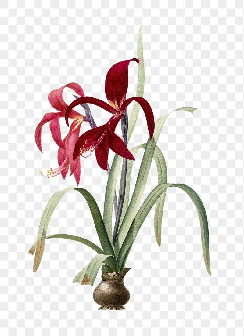 Sprekelia png flower sticker, transparent | Free PNG - rawpixel