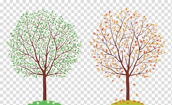 Spring and autumn trees transparent background PNG clipart