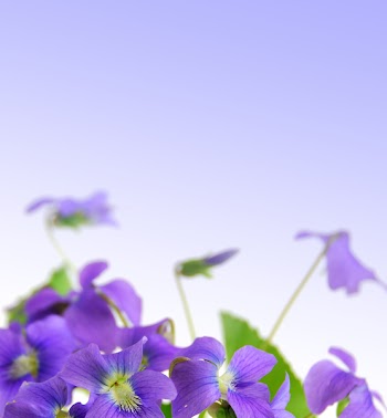 Spring border with violet copy space and violet flowers