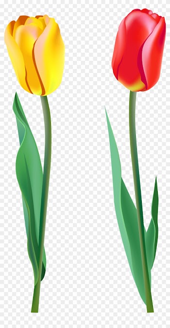 Spring Clipart Pink Tulip - Two Flowers Png