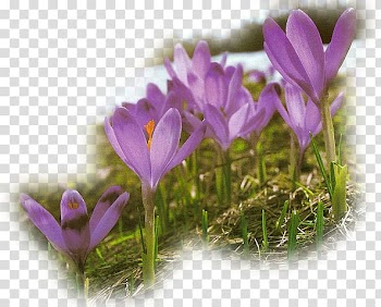 Spring Flower Easter, kwiaty wiosenne transparent background PNG clipart