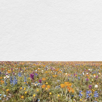 Spring flower field background, aesthetic | Free Photo - rawpixel
