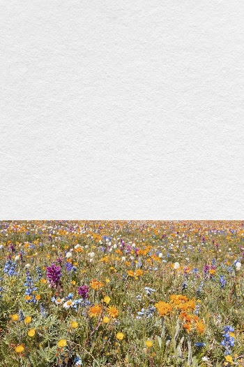 Spring flower field background, aesthetic | Free Photo - rawpixel