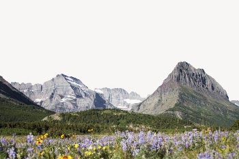 Spring flower field border, beautiful | Free PSD - rawpixel
