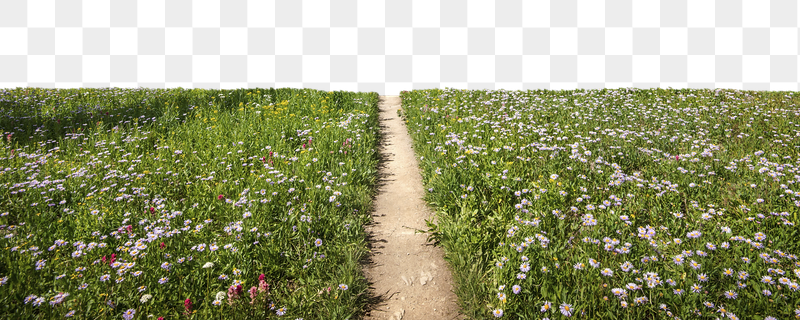 Spring flower field png border, | Free PNG - rawpixel