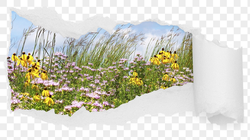 Spring flower png field ripped | Free PNG - rawpixel