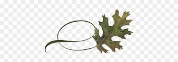 Spring Flowers, Autumn Leaves, Grapes Twisty Black - Gambel Oak