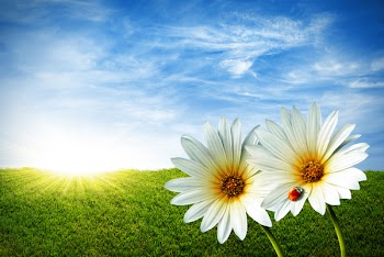 Spring grass field with two daisies and a lady-bug