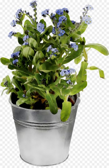 Spring greens Herb -  