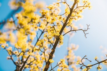 Spring has come to Korea, too.