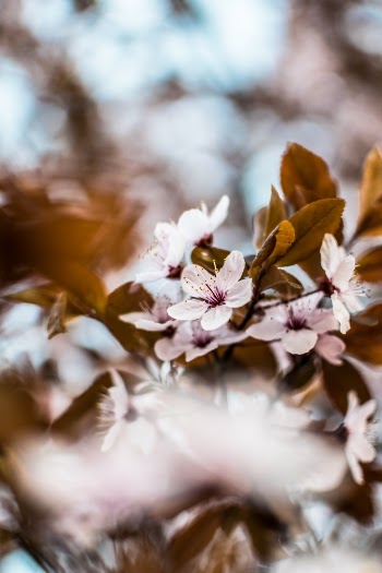 Spring is here! - Download Lightroom preset pack for free: https://bit.ly/2UgqLEJ
Download FREE wallpaper pack: https://bit.ly/2JOHWJk

Print: http://bit.ly/32ds7QL
Behance: http://behance.net/szaboviktor
Blog: https://blog.szaboviktor.com 
Support: https://www.paypal.me/szaboviktor 
My presets: https://bit.ly/2TyvzRK 