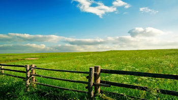 Spring Meadow wallpaper | 1600x900 | #68917