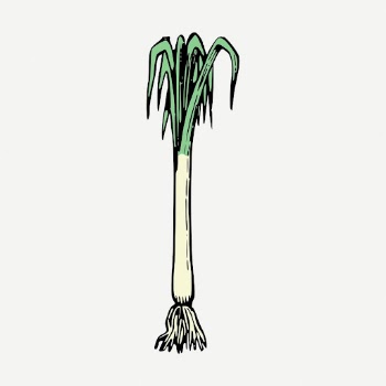 Spring onion collage element, vintage | Free PSD - rawpixel