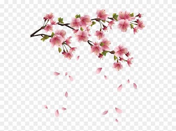 Spring Png Transparent Images - Sakura Blossom - Japanese Cherry Tree King Duvet