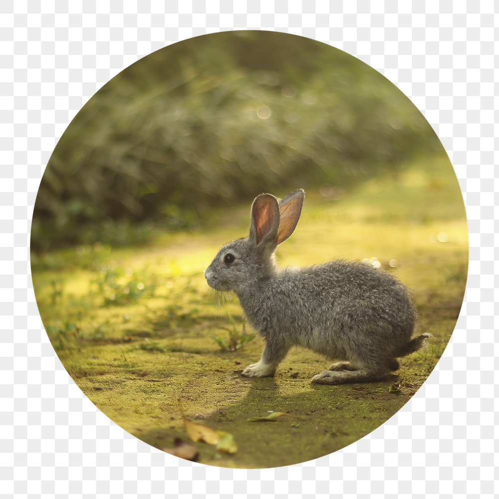 Spring rabbit png badge sticker, | Free PNG - rawpixel