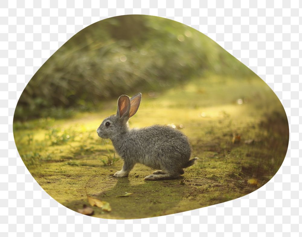 Spring rabbit png badge sticker, | Free PNG - rawpixel