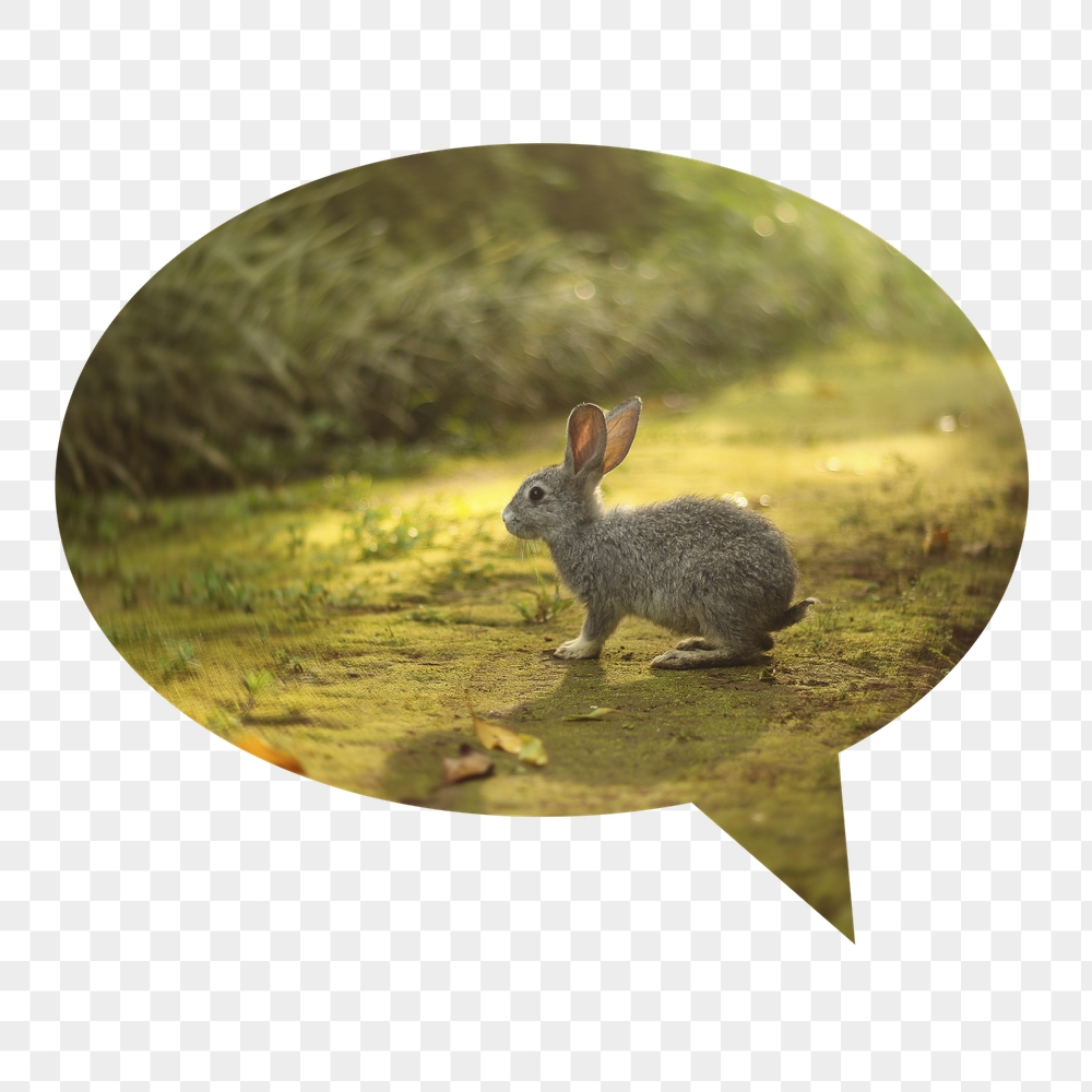Spring rabbit png badge sticker, | Free PNG - rawpixel