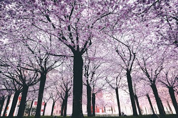 Spring Trees