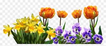 Spring, Tulips, Daffodils, Pansy, Easter, Nature - Tulips And Daffodils