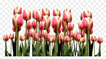 Spring, Tulips, Easter, Flowers, Nature, Cut Flowers - Tulip