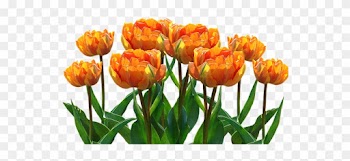 Spring, Tulips, Easter, Nature, Spring Flower, Flowers - Orange Tulips Png