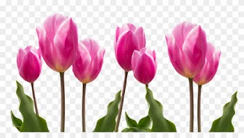 Spring, Tulips, Pink, Nature, Flower, Flowers, Plant - Tulip Flower