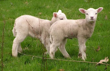 Spring_twins_.jpg