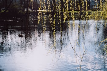 Spring willow twigs by the lake