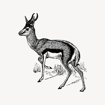 Springbok clipart, drawing illustration vector. | Free Vector Illustration - rawpixel