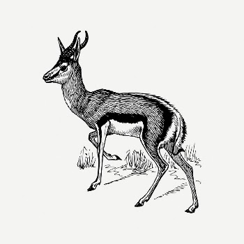 Springbok collage element, vintage illustration | Free PSD Illustration - rawpixel