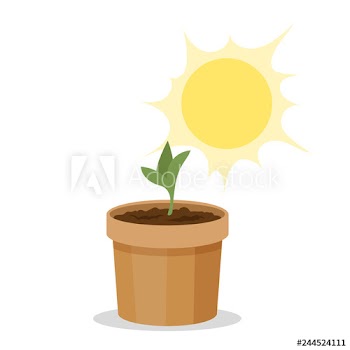 Sprout growing under the sun