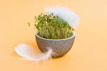 Sprouting Green Leaf Plant 