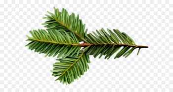Spruce Balsam fir Twig Tree Pine - tree 