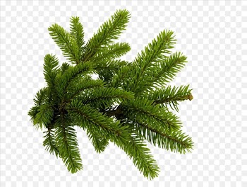 Spruce Branch Tree Clip art - Green pine needles 