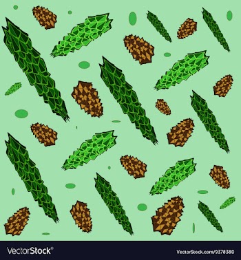 Spruce branch vector image