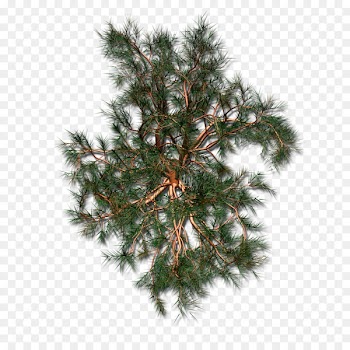 Spruce Christmas ornament Christmas tree Fir Christmas Day - christmas tree 