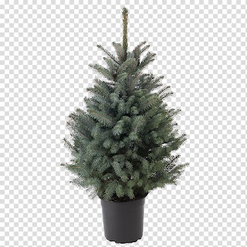 Spruce Christmas ornament Fir Christmas tree Pine, christmas tree transparent background PNG clipart