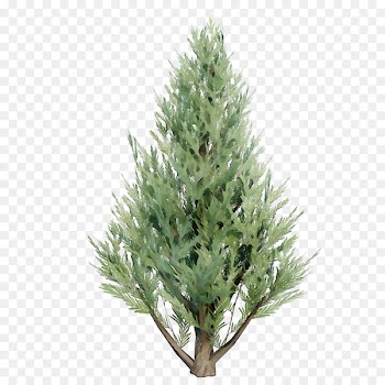 Spruce Christmas tree Christmas ornament Fir Tree-topper -  