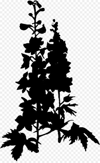 Spruce Christmas tree Fir Pine Christmas Day -  