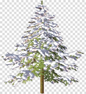 Spruce Christmas tree Fir Pine, tree transparent background PNG clipart