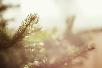 Spruce close-up