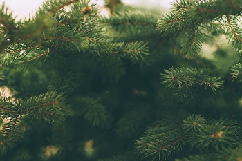 Spruce close-up 2