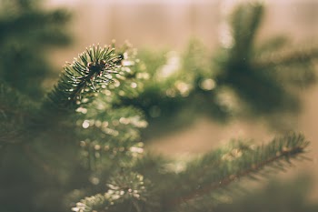 Spruce close-up 3