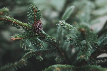 Spruce close-up 4