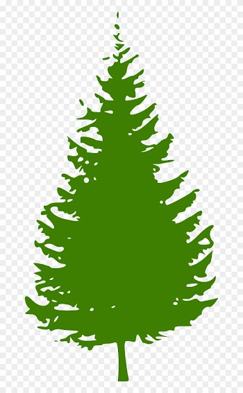 Spruce Conifer Tree Nature Pine Png Image - Pine Tree Silhouette Transparent Background
