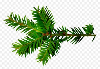 Spruce English Yew Fir Christmas ornament Leaf -  