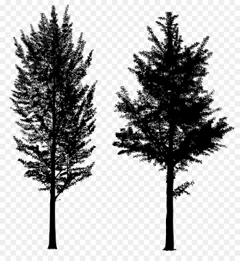 Spruce Fence Tree Concrete Larch -  
