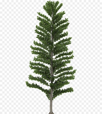 Spruce Fir Christmas tree Pine Larch - of trees 