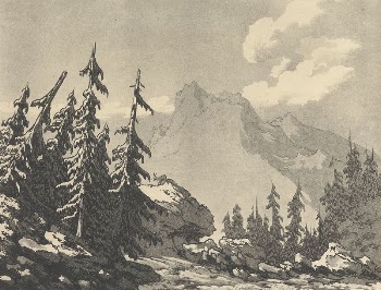 Spruce Fir | Free Photo - rawpixel