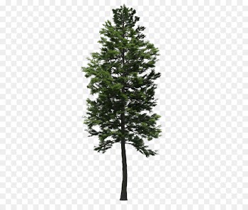 Spruce Fir Larch Scots pine Tree - landscape garden 